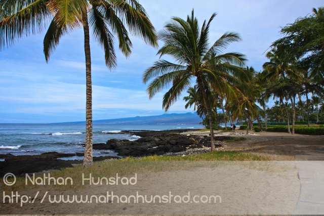 Kohala and palm trees